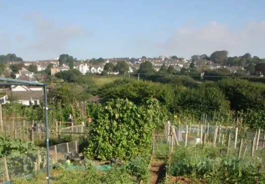 photo of allotment