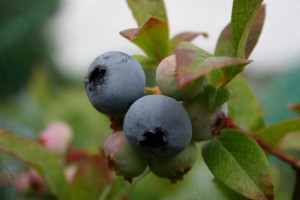 Blueberry Picture