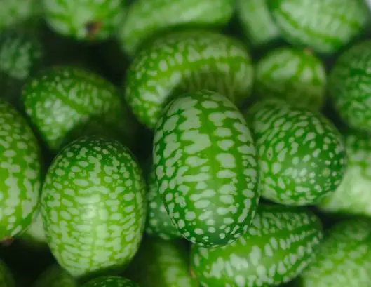 Cucamelons for seeds