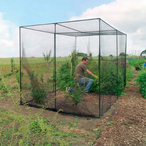 fruit cage