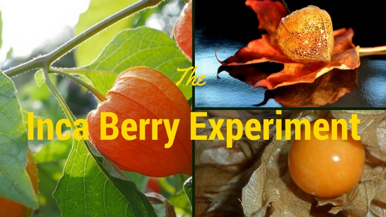 Inca Berry Experiment