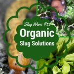 how to kill slugs organically
