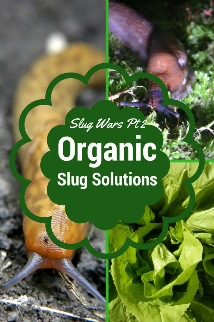 how to kill slugs organically