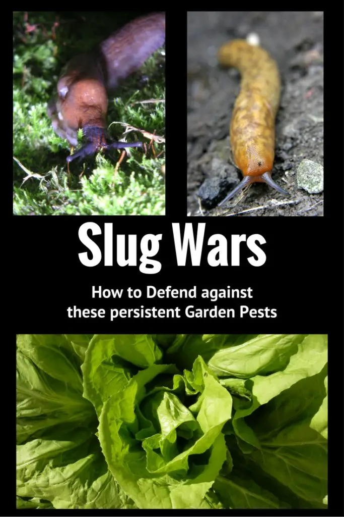 how-to-kill-slugs